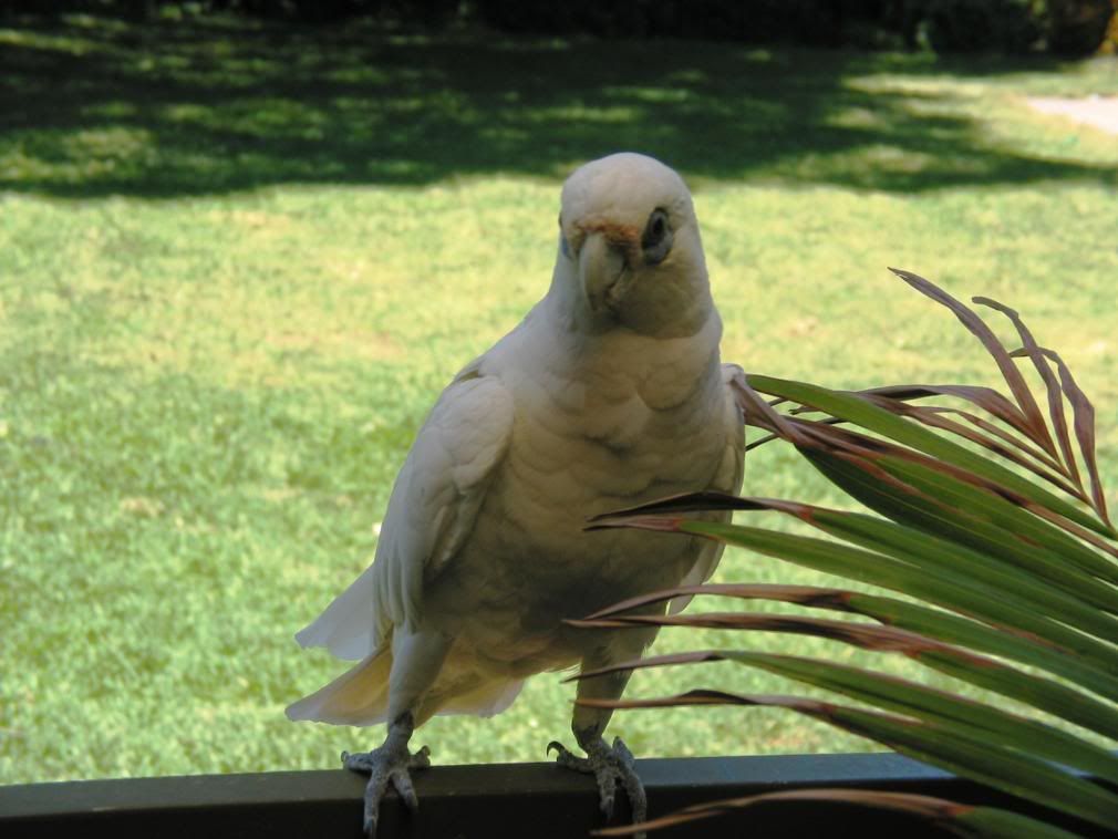 birdsoutside001.jpg