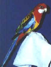 rosellaparakeet.jpg