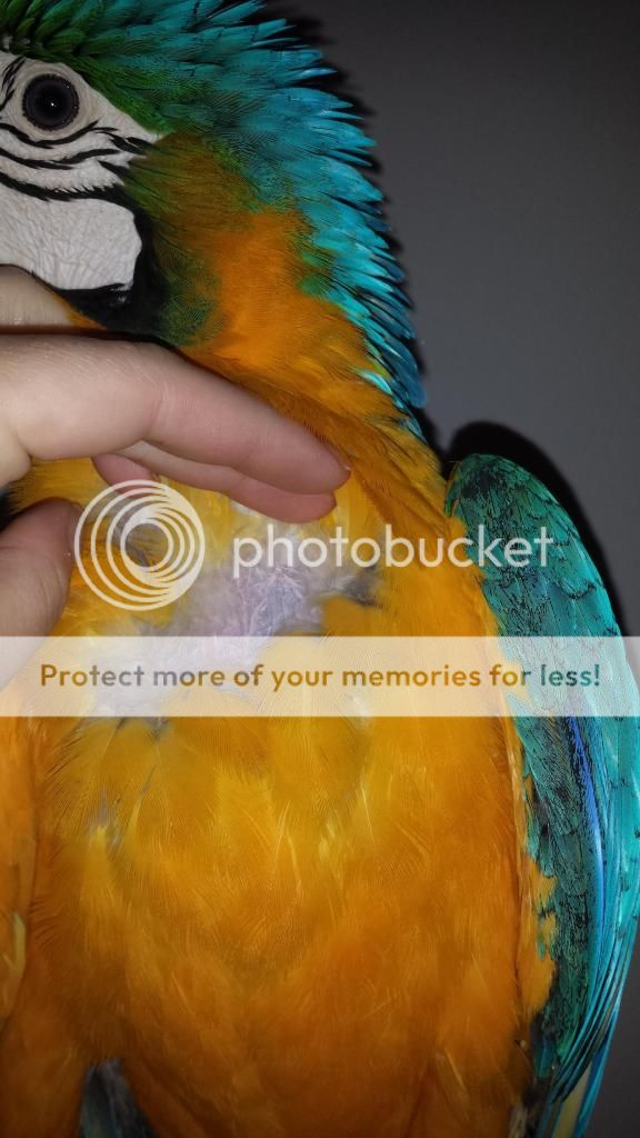 20150204_173516_zps00a5511c.jpg