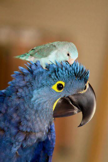 BirdHat_zps211a2c6e.jpg