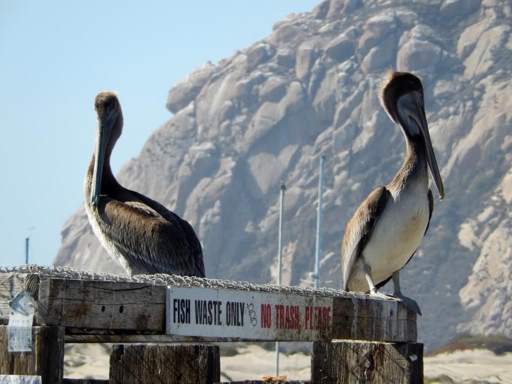 MorroBay20thSept2013Pelican.jpg