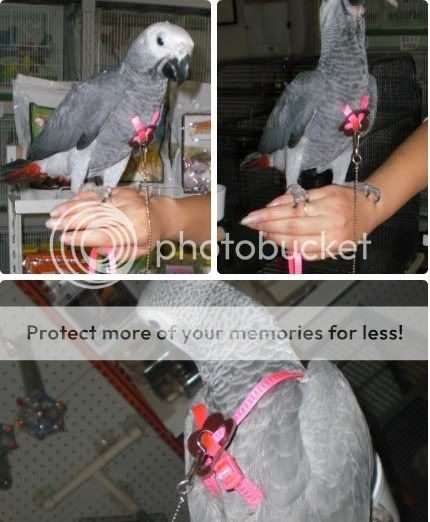 BirdHarness4.jpg