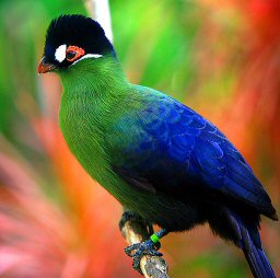 hartlaubs-turaco.jpg