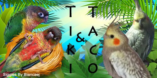 tikitaco_zpslbobto23.jpg