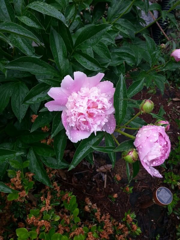 20130517_160421_zps303cae86.jpg