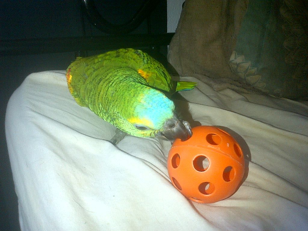 Playingball.jpg