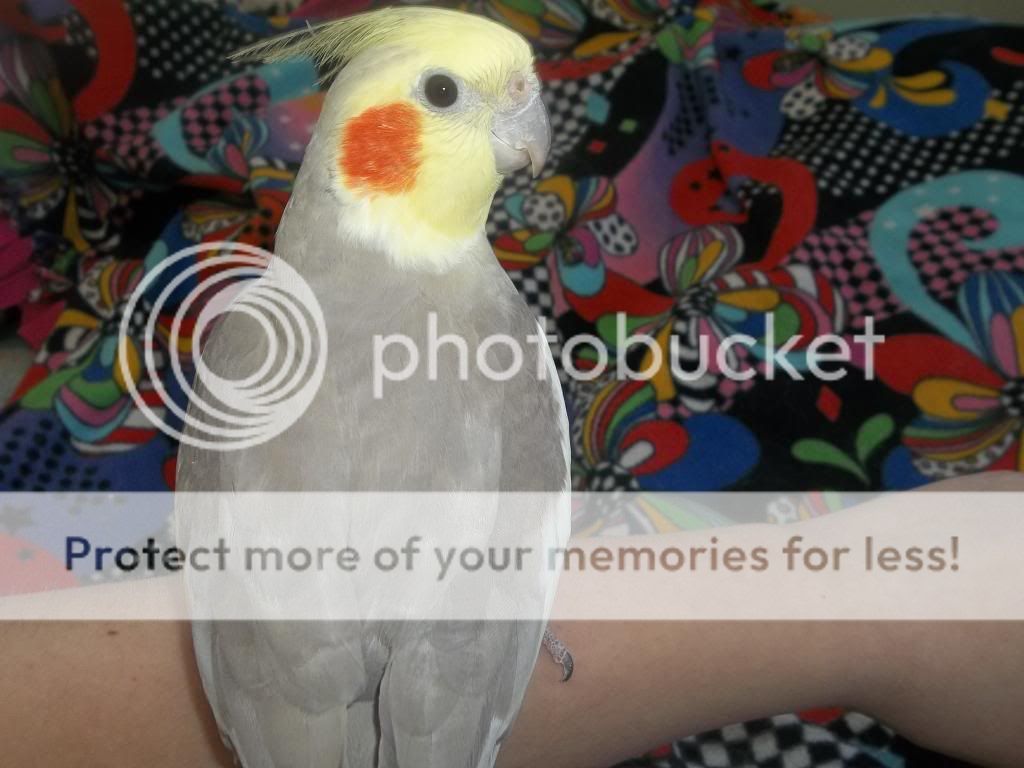101_1180_zpsa3b4a4db.jpg
