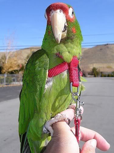 CharlieHarness.jpg