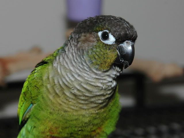 DSC_7278.jpg