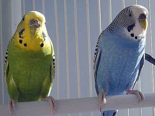 Budgies08.jpg