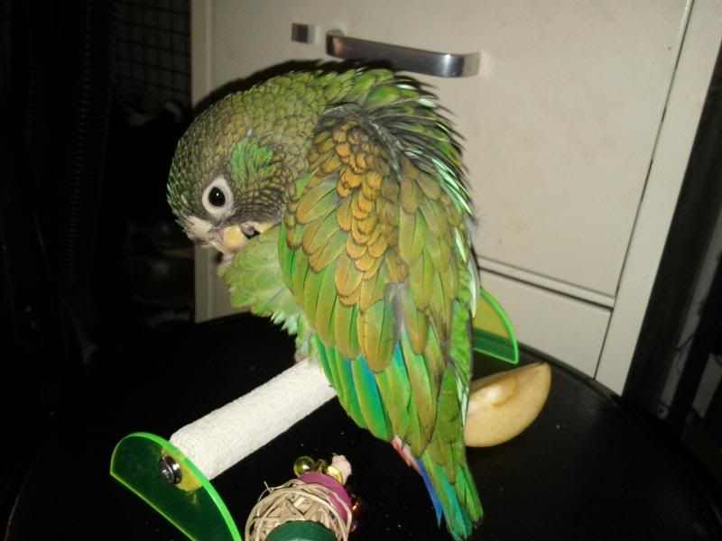 prettybird.jpg