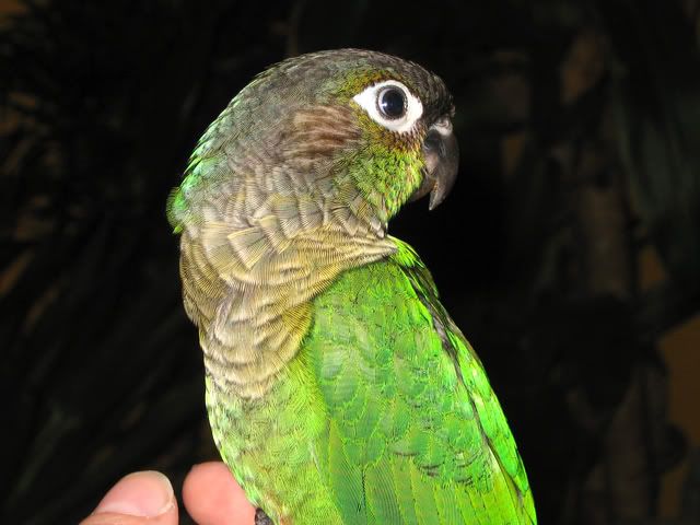 mac3.jpg