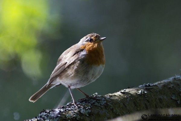 European-Robin-Lennart-Hessel-600x400.jpg