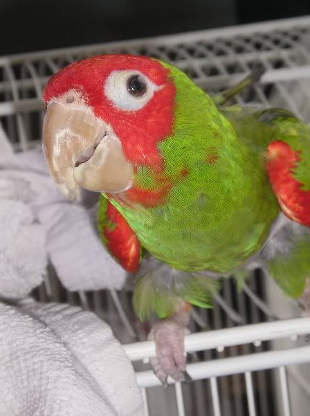 Fids087.jpg