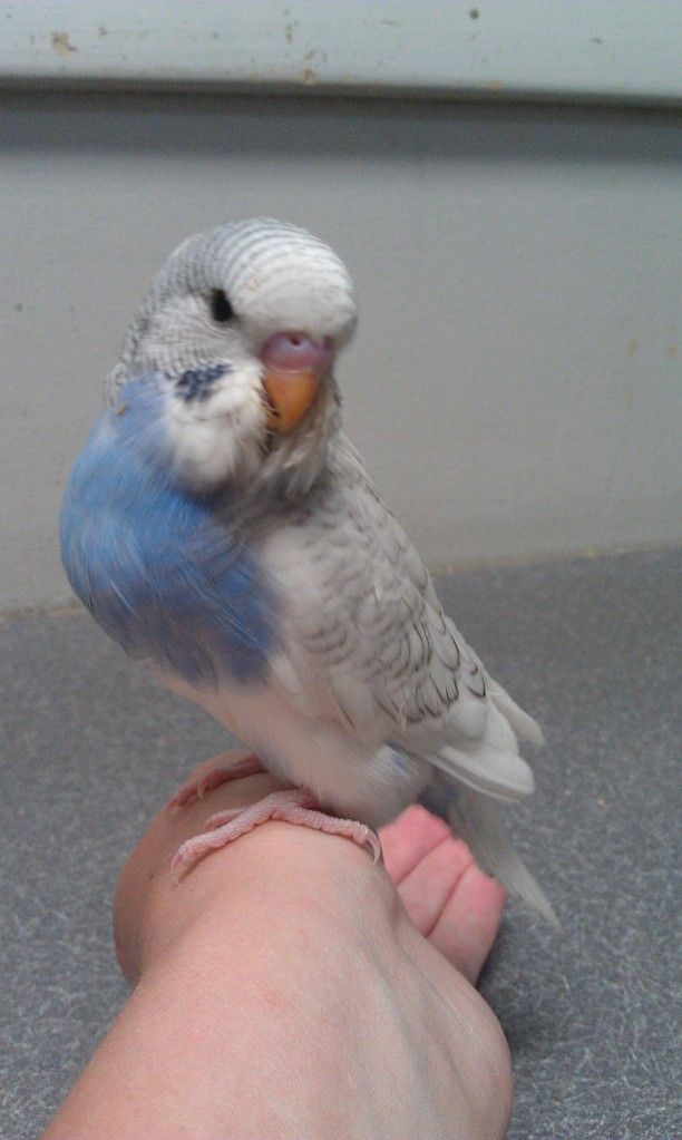 boybudgie3June5th2012.jpg