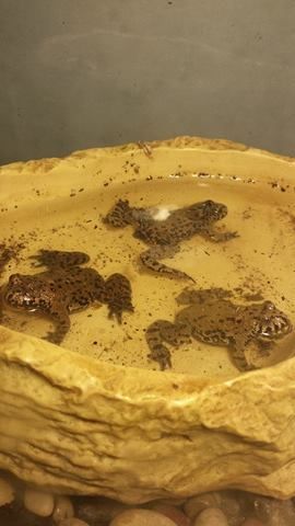 frogs_zpspzpayfhh.jpg
