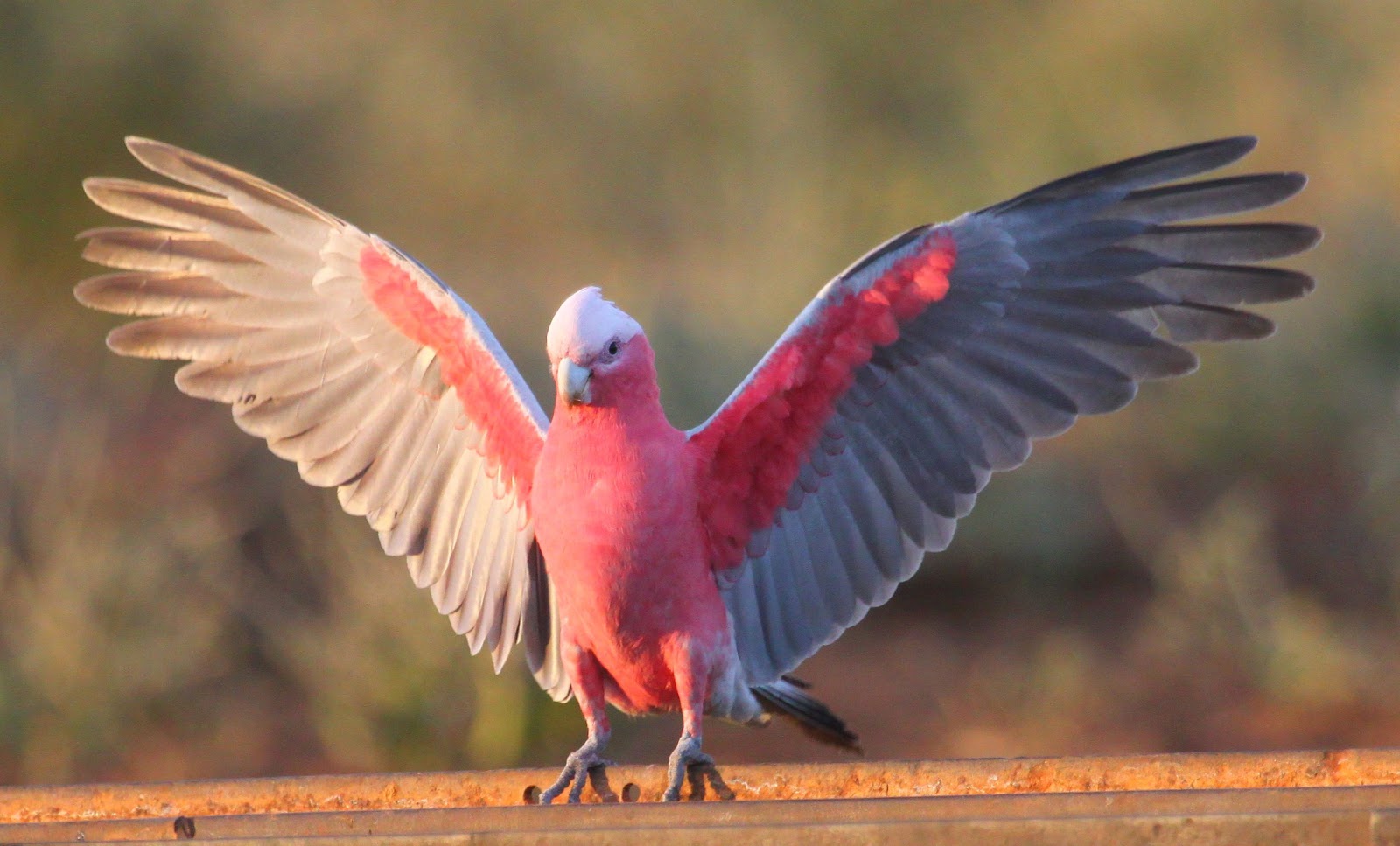 Galah+04.jpg