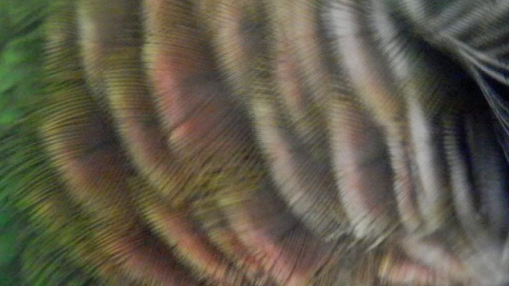 P2231947_zps4e3a577e.jpg