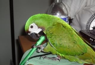 BeakandDestroy.jpg