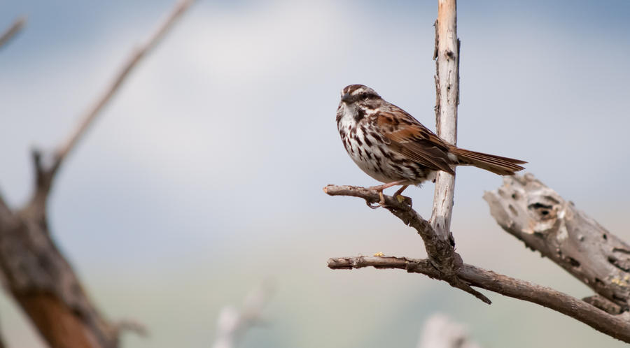 salt_marsh_sparrow_by_copperarabian-d3giuja.jpg
