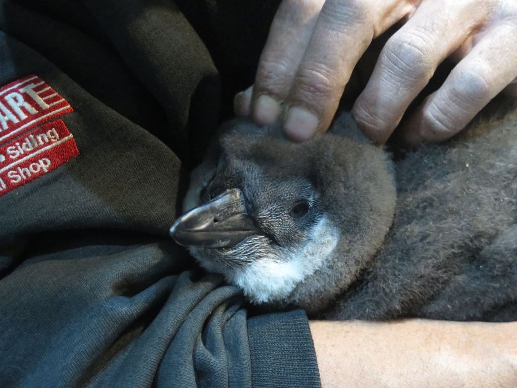 penguinc_zpswsqefuue.jpg