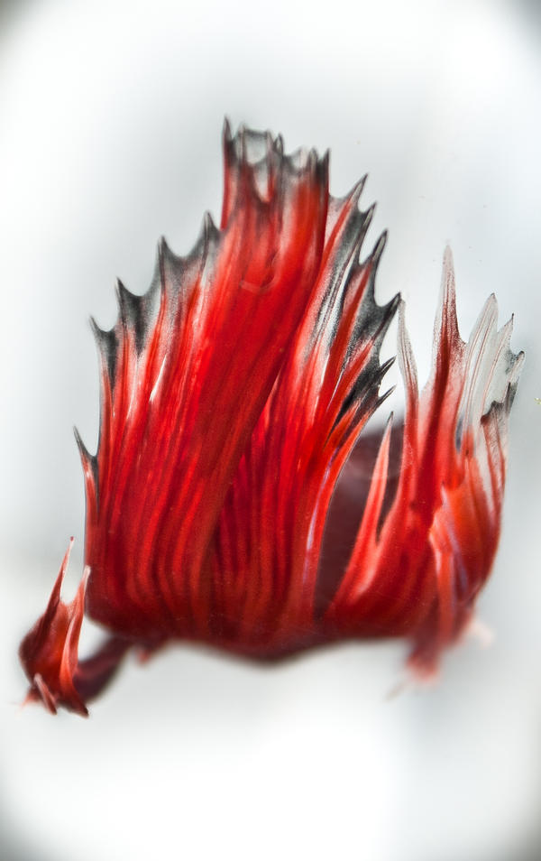 betta_fire_by_copperarabian-d4oc2pr.jpg