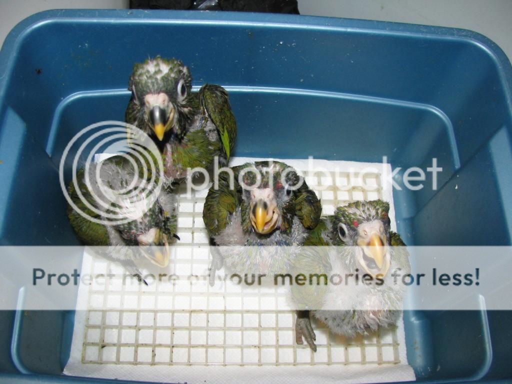 babies2.jpg
