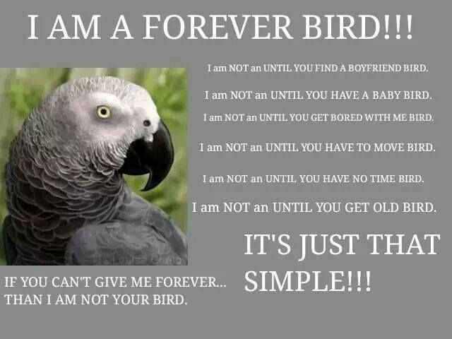 foreverbird_zps9f67d6f9.jpg