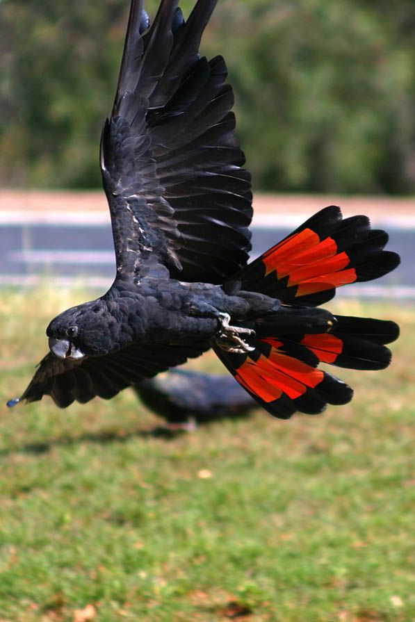 Black_Cockatoo_02.jpg