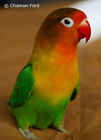 Pet_Fischers-Lovebird.jpg