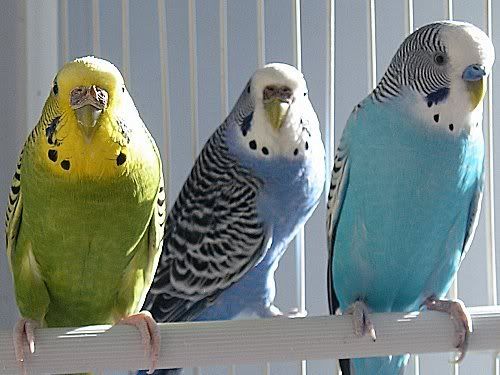 Budgies07.jpg