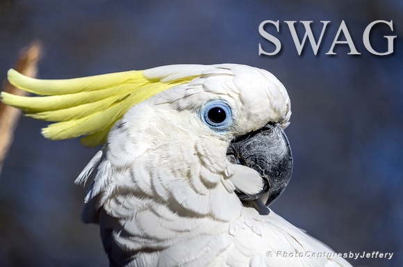 swag_bird_by_teknogeddon-dajim1d.png