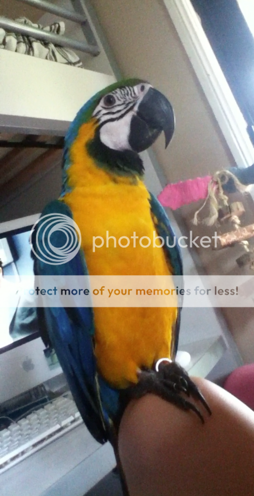 Screenshot2013-01-21at41109PM_zpsd727dd6f.png