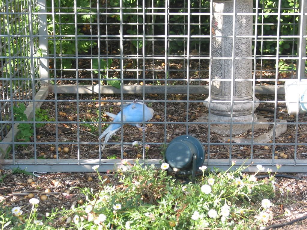 Skippahoutside019.jpg