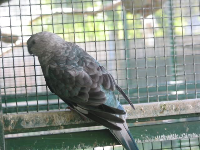 budgies030.jpg
