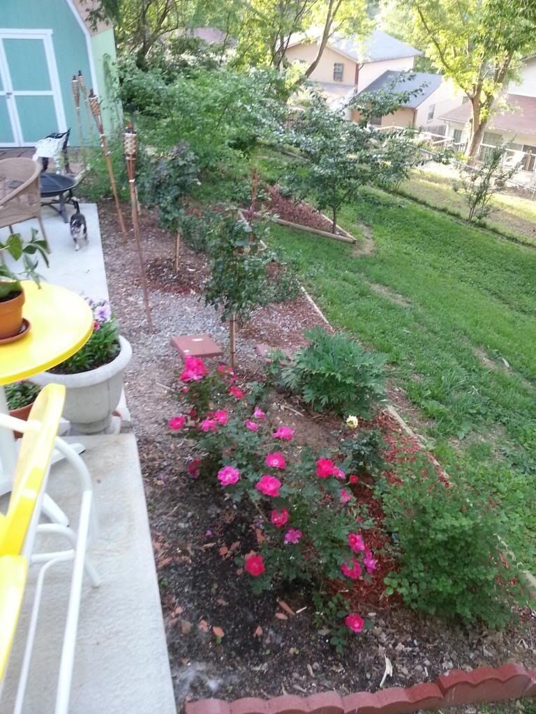 20140512_184759_zpsszze3ikm.jpg