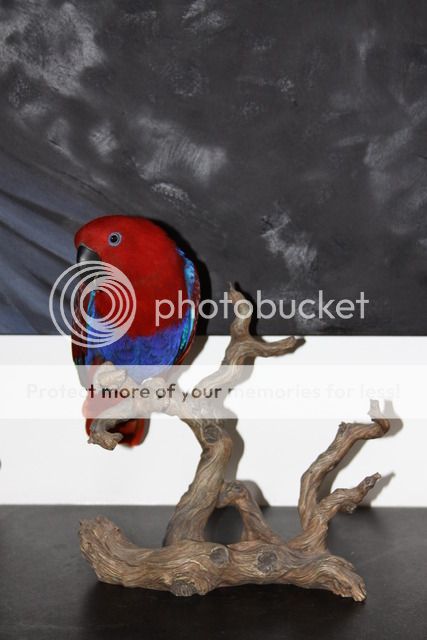 IMG_5859_zpsz0vgabjx.jpg