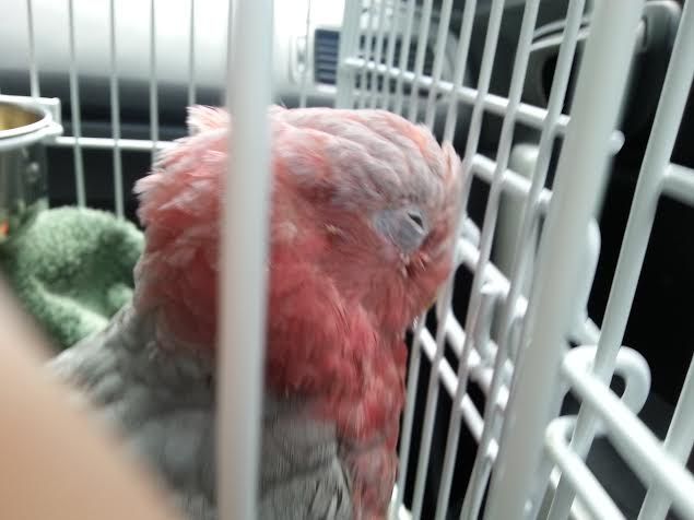 galah5.jpg