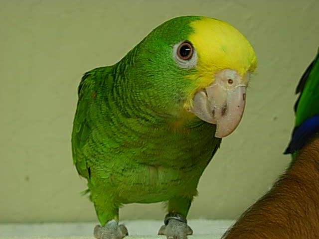 parrot5.jpg