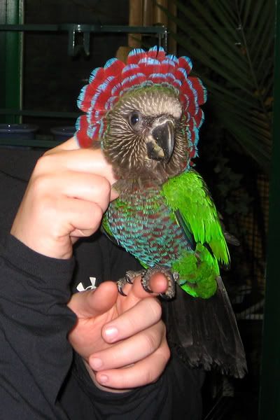 hawk1.jpg