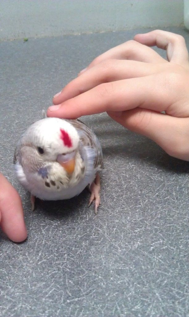 budgie.jpg