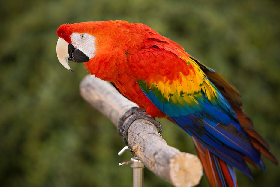skittles_perch2_zps156da40d.jpg