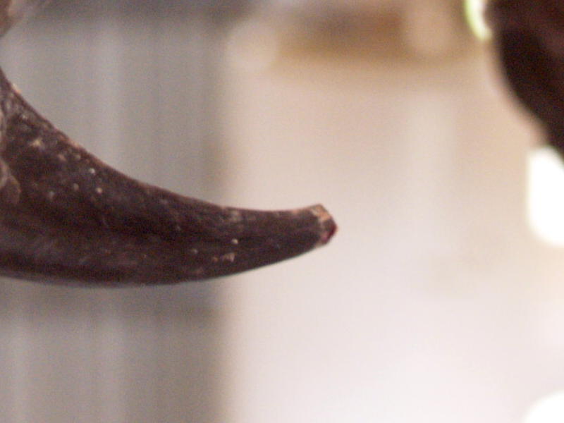 tip-snip-close.jpg