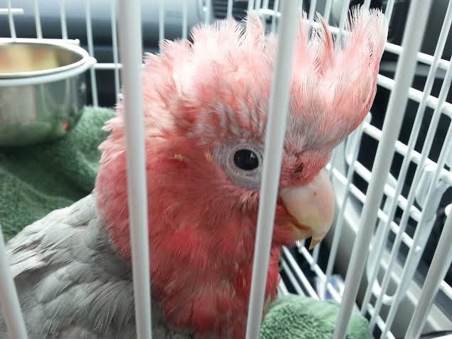 galah4.jpg