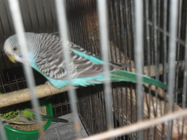 SAM_0931.jpg