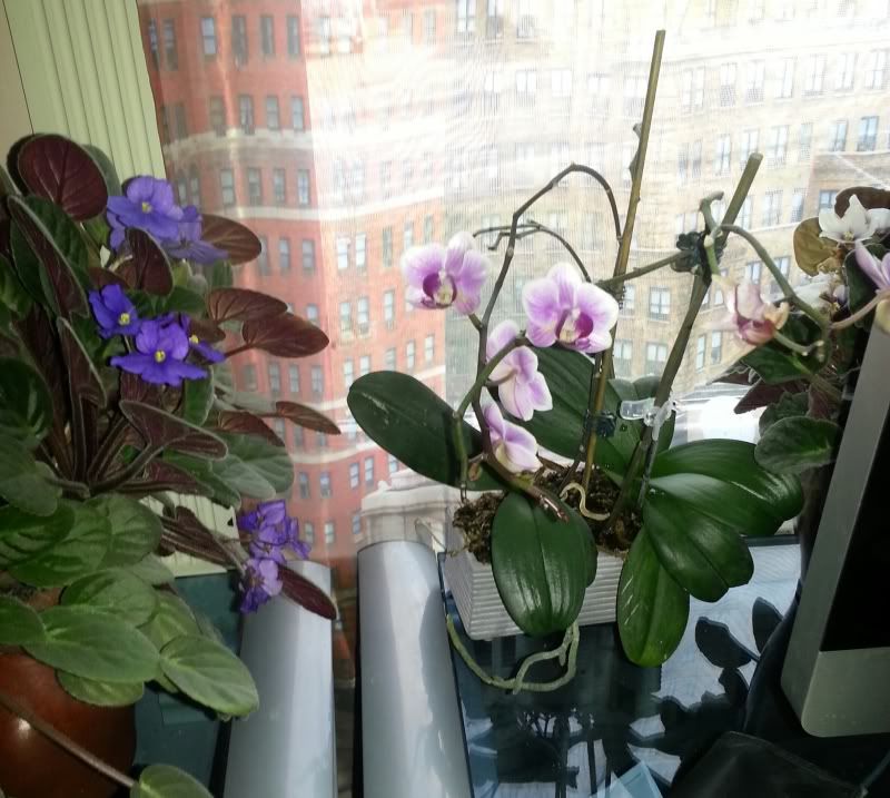 20130204_151751-1_zps7c916174.jpg