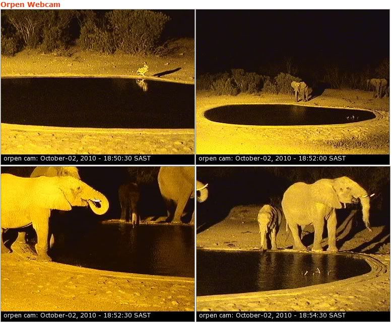 Elephants.jpg