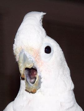 270_Fran_Longmire_s_Cockatoo_copy.jpg