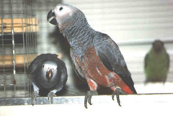 congo--excessgene-2.jpg
