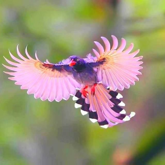 birdpinkpic_zps880ac5bc.jpg
